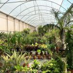 palmeras y plantas de exterior en Mazarron
