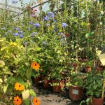 Enredaderas de jardín en Mazarrón